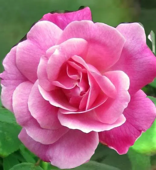 Old Blush, Rosa chinesis, Fragrance & Perfume