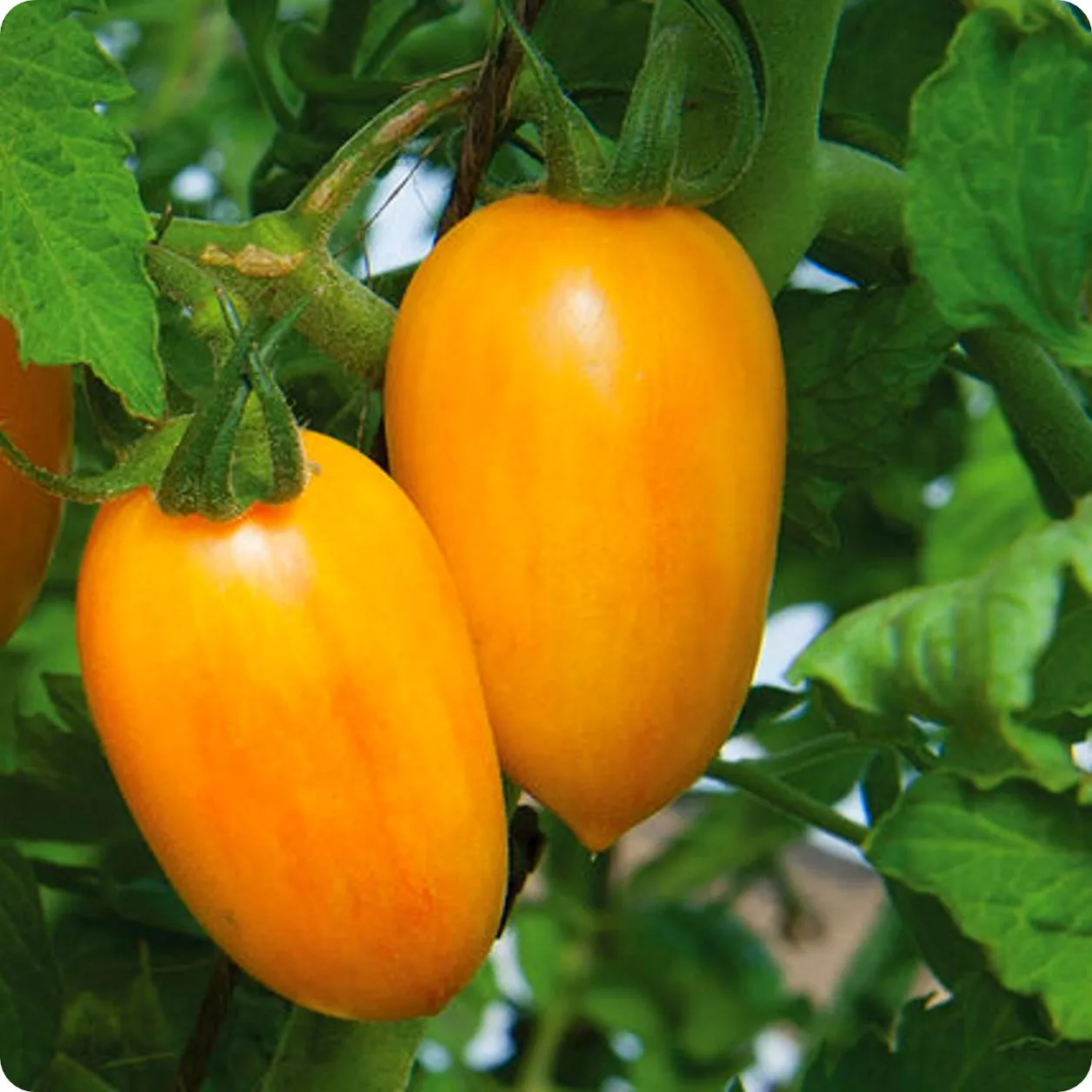 Tomato Seeds, Cherry - Blush