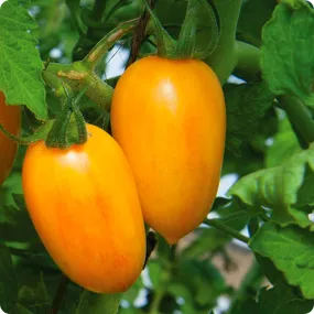 Tomato Seeds, Cherry - Blush